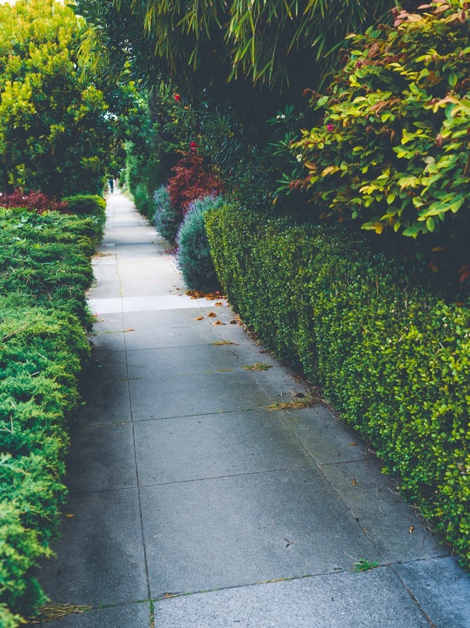 Sidewalk path along landscaped shrubbery and trees